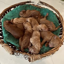 Boy 2 - Red  male Goldendoodle puppy in Pleasant View, Utah from Anchor Dogs