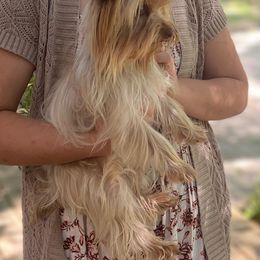 Jane - Yorkshire Terrier