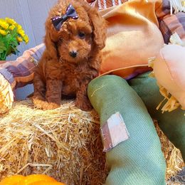Black - Red  female Goldendoodle puppy in Little Rock, Arkansas from Adorable Mini Doodles LLC