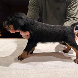 Jagdterrier Puppies from Oregon Jagdterrier