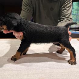 Jagdterrier Puppies from Oregon Jagdterrier