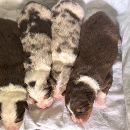 Australian Shepherd puppies from OakHaven Acres Aussies
