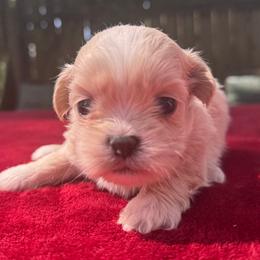 Boy 5 - Cream and white male Shih Tzu puppy in Mobile, Alabama from FluffyTail Shih Tzu