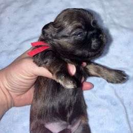 Clarisse - Sable female Shih Tzu puppy in Kettering, Ohio from The Ruff Life Tribe
