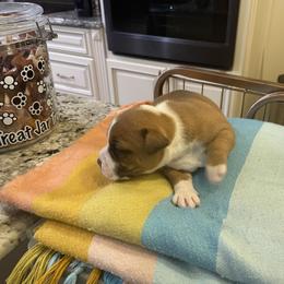 Staffordshire Bull Terrier Puppies from Southern Staffies