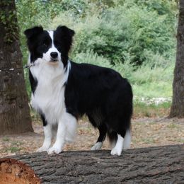 Border Collies from Jollypaws Border Collies