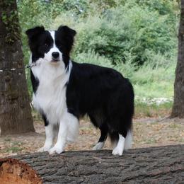 Border Collies from Jollypaws Border Collies