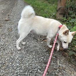 Mizu - Shiba Inu