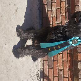 Willow - Giant Schnauzer