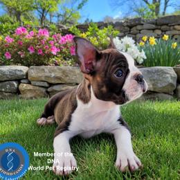 Boston Terrier Puppies from Our Gang Bostons