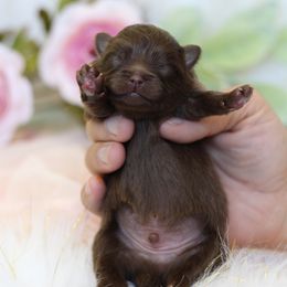 AKC Dale - Chocolate male Pomeranian puppy in Sacramento, California from My Precious Poms