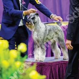 Standard Schnauzers from Monarca Standard Schnauzers