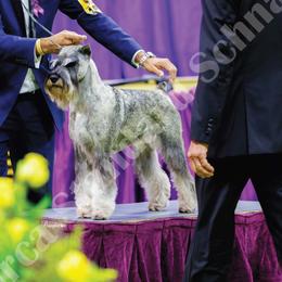 Standard Schnauzers from Monarca Standard Schnauzers