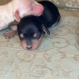 Ebony - Black and tan female Dachshund puppy in Lexington, Oklahoma from BooneDox Miniature Dachshunds