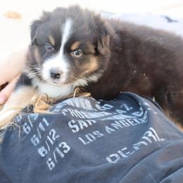 Sage - Black tri-color male Australian Shepherd puppy in Colorado from Firestone Australian Shepherds