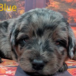 Mr. Blue - Merle male Labradoodle puppy in Lebanon, Pennsylvania from Robertson's Retrievers and Doodles