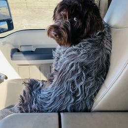 Wirehaired Pointing Griffons from Lakeport Griffons
