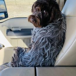 Wirehaired Pointing Griffons from Lakeport Griffons