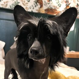Paris - Chinese Crested puppy from Show Style Chinese Cresteds