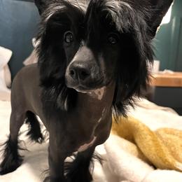 Paris - Chinese Crested puppy from Show Style Chinese Cresteds