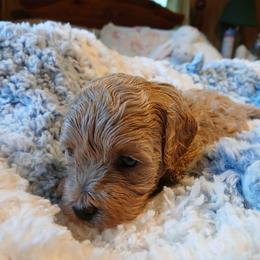 Pansy - Gold female Havapoo puppy in Blanch, North Carolina from Faithful Hearts Kennel