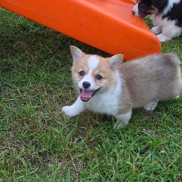Silkie - Red female Pembroke Welsh Corgi puppy in Rensselaer, Indiana from Sharand MAS and Pembroke Welsh Corgis