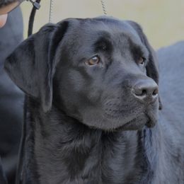 Tucker - Labrador Retriever