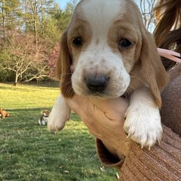 Basset Hound Puppies from CK Beagles & Bassets