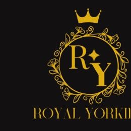 Yorkshire Terriers from Royal Yorkies