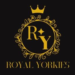 Yorkshire Terriers from Royal Yorkies