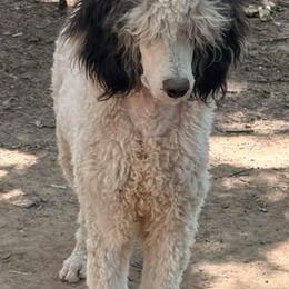 Apollo - Parti male Poodle puppy in Toledo, Ohio from Exquisite Dalmatians & Standard Poodles