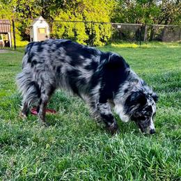 Bronc - Australian Shepherd