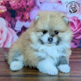 Mable - Orange sable female Pomeranian puppy in Fultonville, New York from Sandy Aussies & Pomeranians
