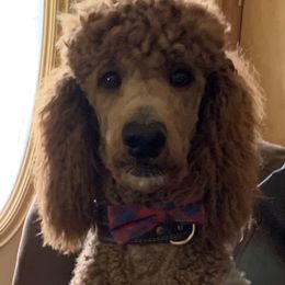 Artie - Poodle