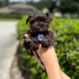 Miniature Schnauzer Puppies from Love Giver Schnauzers