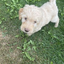 Boy 2 - Goldendoodle puppy in Palmer, Alaska from Northern Aussiedoodles