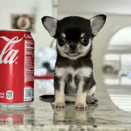 TINY Bullet 6300, charting 3-3.5 lbs - Black and tan male Chihuahua puppy in Spring Hill, Florida from Stardom Chihuahuas