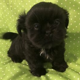 Riley Ruff Ryder - Black and white male Shih Tzu puppy in Greenville, Texas from Your Fuzzy Puppy