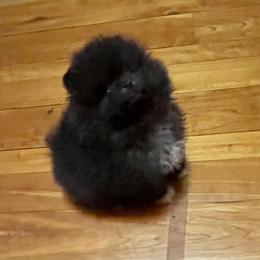 Abby - Black female Pomeranian puppy in Delta Junction, Alaska from Princess Arctic Pomeranians