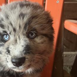Australian Shepherds from Owl Hollow Farm
