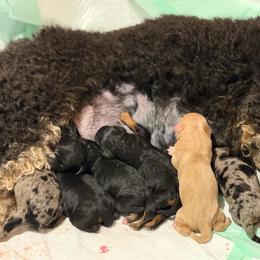 Boy 1 - Tri-color male Bernedoodle puppy in Toledo, Ohio from Avery Doodle Day LLC