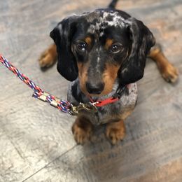 Dachshund Puppies from North Florida Delightful Dachshunds