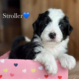 Stroller - Black tri-color male Aussiedoodle puppy in Lancaster, Minnesota from Finney Ranch