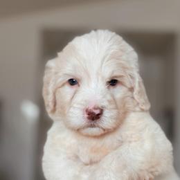 Halo, Boy - Yellow and white male Bernedoodle puppy in Maricopa, Arizona from Desert Ridge Doodles