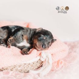 Bernedoodle and Goldendoodle Puppies from Hommel’s Mini Darling Doodles