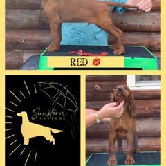 Red - Irish Setter puppy from Sunstorm Setters