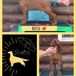 Red - Irish Setter puppy from Sunstorm Setters