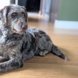 Golden Retrievers, Labradoodles, and Labrador Retrievers from Robertson's Retrievers & Doodles