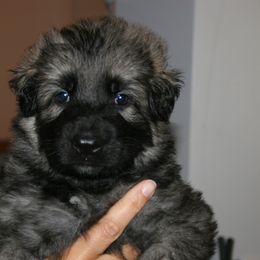 Shiloh Shepherd Puppies from Solace Shilohs