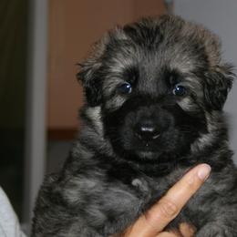 Shiloh Shepherd Puppies from Solace Shilohs